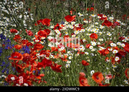 Champ de fleurs sauvages vibrant avec coquelicots rouges, marguerites blanches et fleurs bleues en pleine floraison. Capturer la beauté de la nature et l'essence d'une floraison Banque D'Images