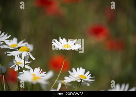 Gros plan de marguerites blanches prospérant dans un champ ensoleillé avec des coquelicots rouges dans le fond flou. Capture l'essence de la nature, de la fraîcheur et du tranqui Banque D'Images