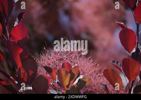 Gros plan de feuilles rouges et violettes vives de brousse fumé violet royal créant une atmosphère rêveuse et éthérée avec leurs couleurs étonnantes et leur texto sinueux Banque D'Images