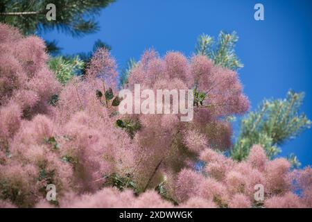 Gros plan d'un bel arbre à fumée fleuri rose avec des fleurs moelleuses et des feuilles vertes sous un ciel bleu vif. Banque D'Images