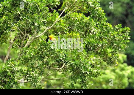 Une femelle de bec de corne à boutons (Rhyticeros cassidix) puise sur un arbre dans une zone végétalisée à Bitung, dans le Sulawesi du Nord, en Indonésie. Banque D'Images