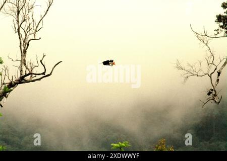 Un individu mâle de Hornbill (Rhyticeros cassidix) vole au-dessus de la forêt tropicale près du mont Tangkoko et de Duasudara dans le nord du Sulawesi, en Indonésie. Banque D'Images