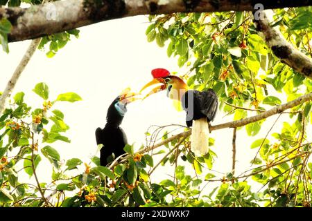 Les cornbill (Rhyticeros cassidix), une paire, partagent des fruits alors qu'ils buvent sur un figuier dans une zone végétalisée du nord du Sulawesi, en Indonésie. Banque D'Images