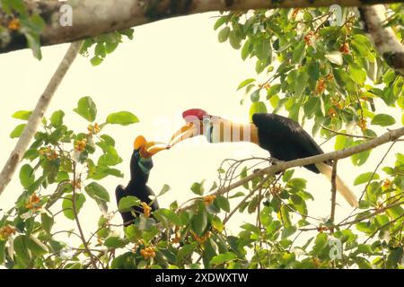 Les cornbill (Rhyticeros cassidix), une paire, partagent des fruits alors qu'ils buvent sur un figuier dans une zone végétalisée du nord du Sulawesi, en Indonésie. Banque D'Images