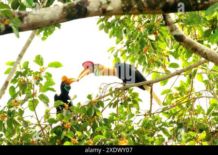 Les cornbill (Rhyticeros cassidix), une paire, partagent des fruits alors qu'ils buvent sur un figuier dans une zone végétalisée du nord du Sulawesi, en Indonésie. Banque D'Images