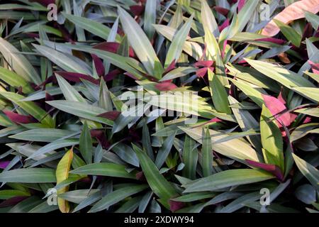 Tradescantia spathacea, la base de la feuille est une gaine recouvrant le tronc. Feuilles supérieures vertes en dessous de la couleur violet-rouge, plante pour properti médicinal Banque D'Images