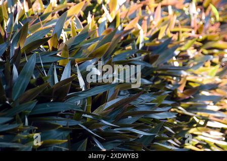 Tradescantia spathacea, la base de la feuille est une gaine recouvrant le tronc. Feuilles supérieures vertes en dessous de la couleur violet-rouge, plante pour properti médicinal Banque D'Images