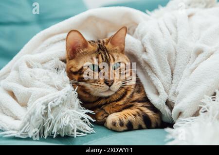 Chat Kitty du Bengal couché sous la couverture blanche de la fureur à l'intérieur Banque D'Images