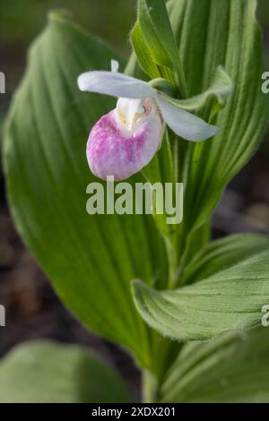 Vue rapprochée d'une pantoufle rose et blanche de dame voyante (cypripedium reginae) fleur vivace, fleurissant dans la lumière du soleil tapissée. Aussi appelé flux de mocassin Banque D'Images