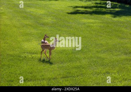 Une paire de jeunes faons de cerf de Virginie tachetés se tient en alerte sur une pelouse en herbe ouverte avec la lumière du soleil le matin Banque D'Images