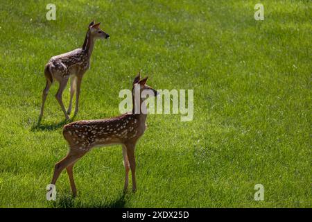 Une paire de jeunes faons de cerf de Virginie tachetés se tient en alerte sur une pelouse en herbe ouverte avec la lumière du soleil le matin Banque D'Images