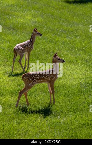 Une paire de jeunes faons de cerf de Virginie tachetés se tient en alerte sur une pelouse en herbe ouverte avec la lumière du soleil le matin Banque D'Images