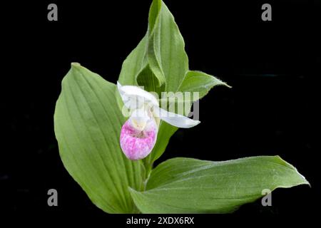 Vue macrotexturée abstraite d'une fleur de pantoufle rose et blanche de dame voyante (cypripedium reginae) en fleurs avec fond noir Banque D'Images