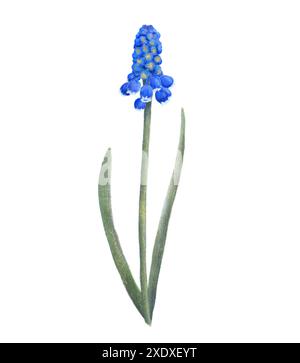 L'aquarelle numérique d'une fleur bleue de Muscari avec des feuilles vertes symbolise la beauté des natures et l'élégance artistique. Objets isolés sur fond blanc pour la conception d'un livret, d'un flyer, d'un e-pack, d'une étiquette ou d'une publicité. Banque D'Images