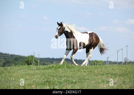 Beau cheval de peinture youg courant sur le pâturage Banque D'Images