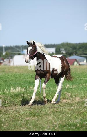 Beau cheval de peinture youg courant sur le pâturage Banque D'Images