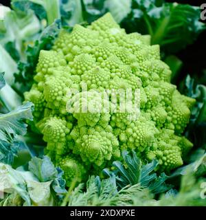 Romanesco (Brassica oleracea) Banque D'Images