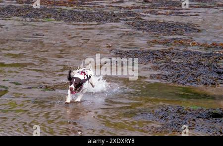 Springer Spaniel se précipitant dans l'eau à marée basse Banque D'Images