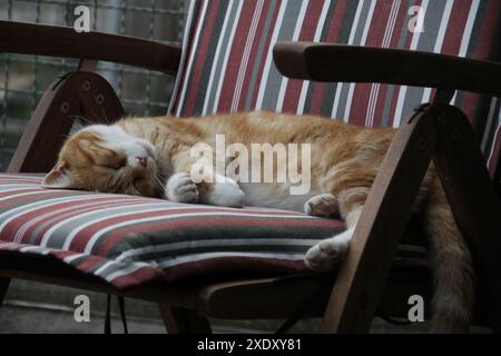 Chat dormant sur une chaise Banque D'Images