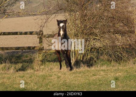 Trotter le poulain poney connemara dans le paddock Banque D'Images