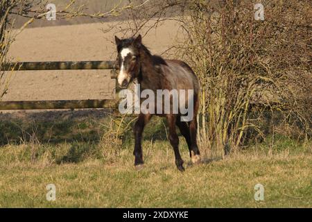 Trotter le poulain poney Connemara Banque D'Images