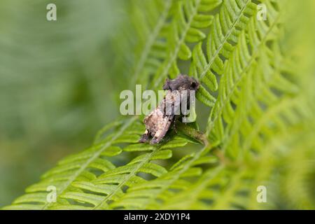 Teigne des petits angles (Euplexia lucipara) sur la feuille de saumâtre, Haldon Forest Park dans la zone gérée pour la conservation des papillons. Devon, Royaume-Uni Banque D'Images