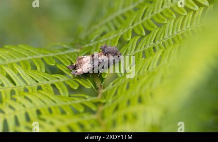 Petits angles d'ombre (Euplexia lucipara teinte sur la feuille de saumâtre dans une zone gérée pour la conservation des papillons, Haldon Forest Park, Exeter, Devon, Royaume-Uni Banque D'Images