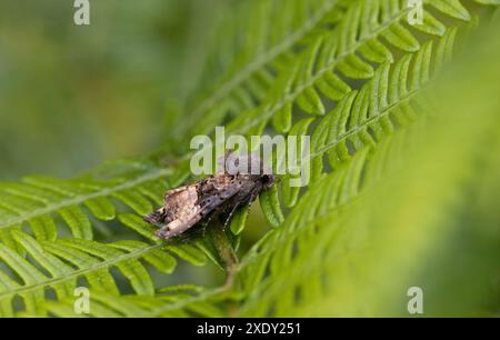 Teigne des petits angles (Euplexia lucipara) sur la feuille de saumâtre, Haldon Forest Park dans la zone gérée pour la conservation des papillons. Devon, Royaume-Uni Banque D'Images