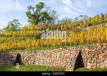 Steiler Weinberg mit Stützmauern in leuchtend gelber Laubfärbung im Herbst, Winkwitz, Meißen, Sachsen, Deutschland *** vignoble escarpé avec retenue w Banque D'Images