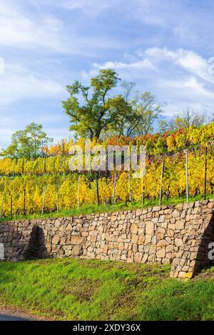 Steiler Weinberg mit Stützmauern in leuchtend gelber Laubfärbung im Herbst, Winkwitz, Meißen, Sachsen, Deutschland *** vignoble escarpé avec retenue w Banque D'Images