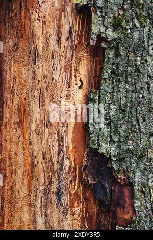 Traces d'insectes sur l'arbre Banque D'Images