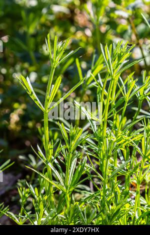 Les couperets Galium aparine ont été utilisés dans la médecine traditionnelle pour le traitement des troubles du diurétique, des systèmes lymphoïdes et comme détoxifiant. Banque D'Images