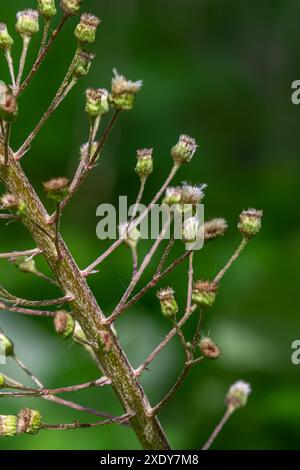 Inflorescences de butterbur, millepertuis, Petasites hybridus.Blossom, butterbur commun. Une fleur de butterbur Petasites hybridus fleur dans le mead Banque D'Images