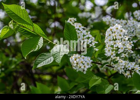 Photo à mise au point sélective. Oiseau cerisier , Prunus padus floraison. Banque D'Images