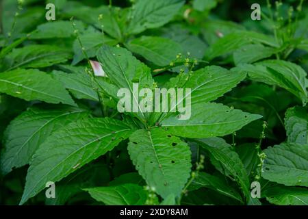 Au printemps, à l'état sauvage, Mercurialis perennis pousse dans la forêt. Banque D'Images