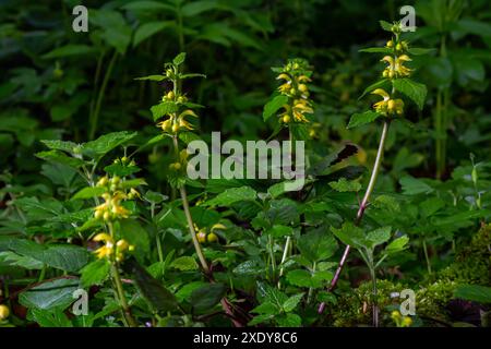 Plante archange jaune Lamium galeobdolon avec des fleurs et des feuilles vertes avec des rayures blanches, poussant dans une forêt - image Banque D'Images