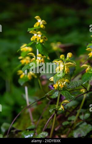 Plante archange jaune Lamium galeobdolon avec des fleurs et des feuilles vertes avec des rayures blanches, poussant dans une forêt - image Banque D'Images