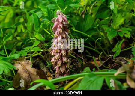 Au printemps, Lathraea squamaria pousse dans la nature dans la nature. Banque D'Images