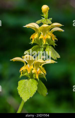 Plante archange jaune Lamium galeobdolon avec des fleurs et des feuilles vertes avec des rayures blanches, poussant dans une forêt - image Banque D'Images