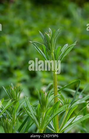 Les couperets Galium aparine ont été utilisés dans la médecine traditionnelle pour le traitement des troubles du diurétique, des systèmes lymphoïdes et comme détoxifiant. Banque D'Images