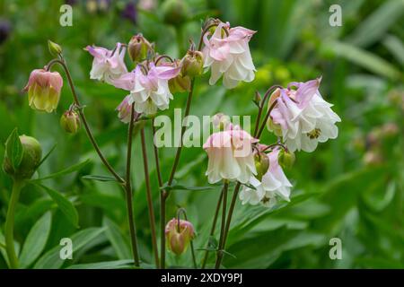 Blooming Aquilegia, plante de columbine dans le jardin. beau fond de printemps floral. Banque D'Images