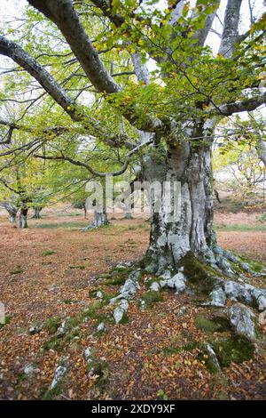 Le Parc Naturel de Gorbea, Beechwood. Álava-Gascogne, Pays Basque, Espagne Banque D'Images