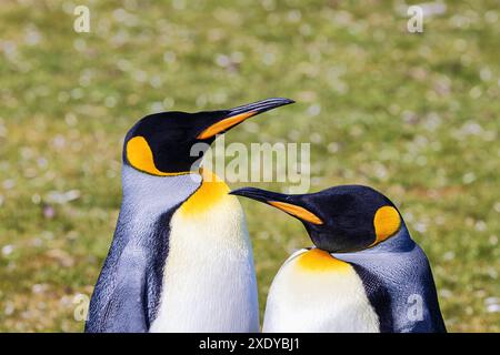 Gros plan d'une paire de manchots royaux debout l'un à côté de l'autre à la colonie pinguin de Volunteer point. Focalisation sélective sur les oiseaux Banque D'Images