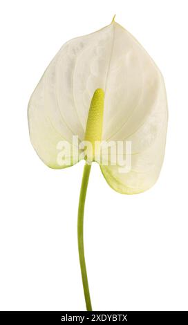 Fleur blanche d'Anthurium isolée sur fond blanc Banque D'Images