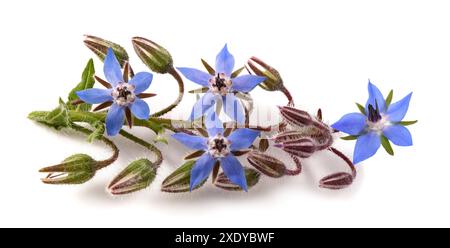 Plante bourrache (Borago officinalis) isolé sur fond blanc Banque D'Images