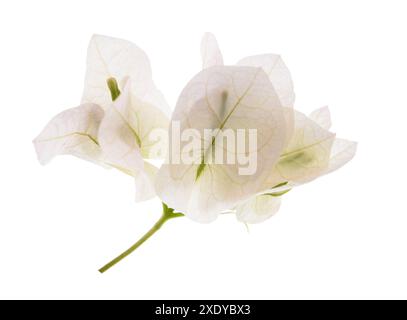 Fleurs de bougainvilliers isolées sur fond blanc Banque D'Images