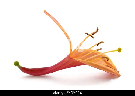 Fleur de chèvrefeuille rouge isolée sur fond blanc Banque D'Images