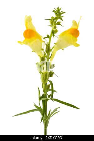 Fleurs communes de toadflax isolées sur blanc Banque D'Images