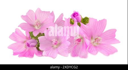 Fleurs de mousche plus grandes isolées sur fond blanc Banque D'Images