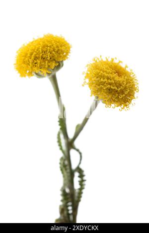 Fleurs de coton lavande isolées sur blanc Banque D'Images